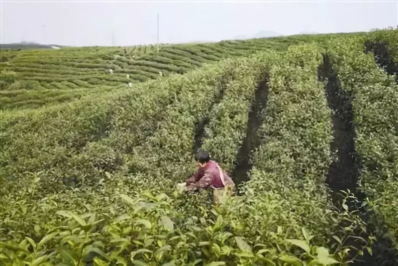 镇江春天一定要做的25件事，别辜负了大好*光春**！