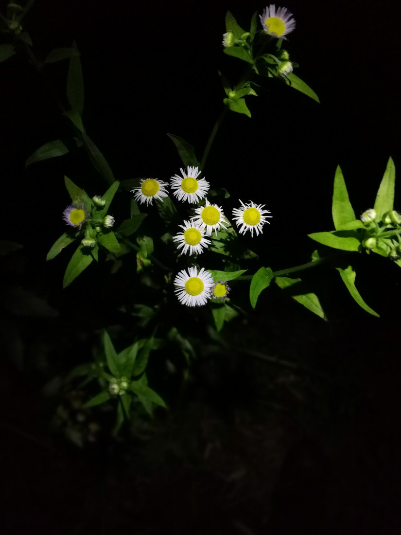 搁船尖登顶难度,搁船尖天目山光明顶