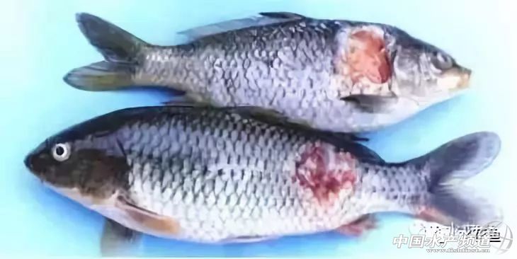 鱼疥疮病原因,鱼痘疮病怎么治疗