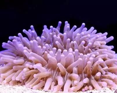 海水鱼缸微缸,如何打造一个海水缸