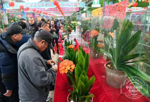 十五届长春君子兰节开幕式,第十七届中国长春君子兰节