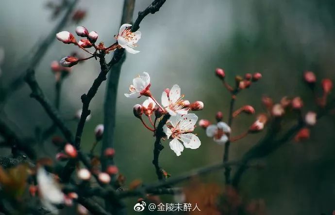 妯辨妗冩潖鏉庢ⅷ杈ㄨ鏂规硶,姊呮潕妗冩潖妯辫姳鎬庝箞鍖哄垎