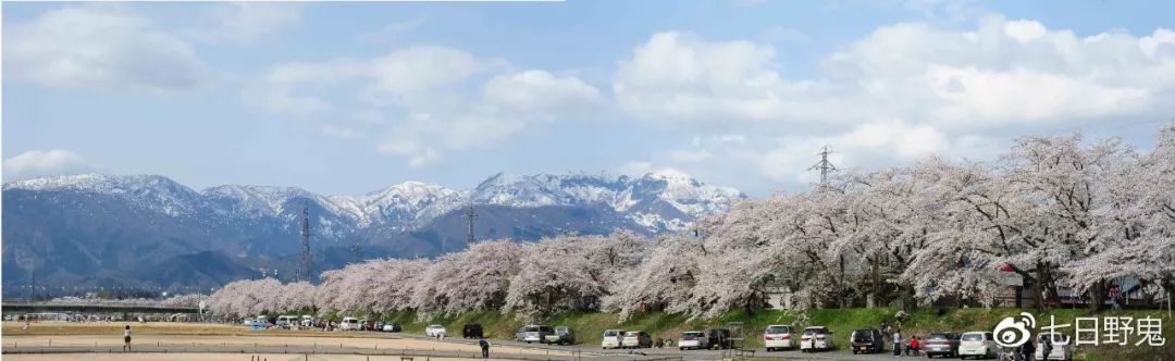 2019年日本大赏排行榜,2018全日本赏樱花旅游攻略