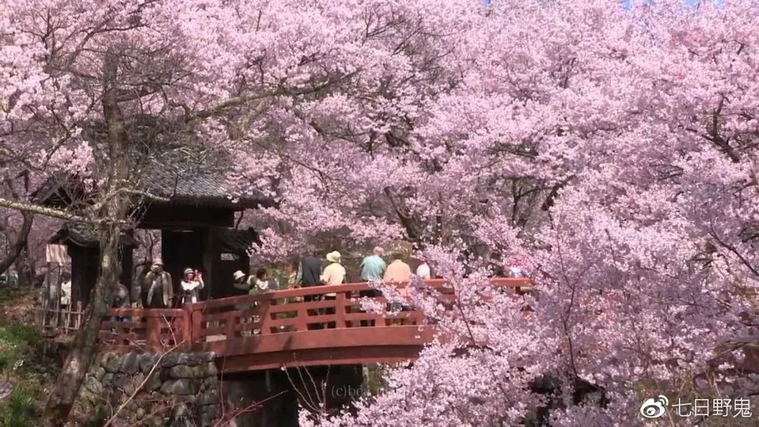 2019年日本大赏排行榜,2018全日本赏樱花旅游攻略