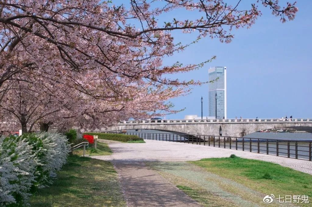 2019年日本大赏排行榜,2018全日本赏樱花旅游攻略