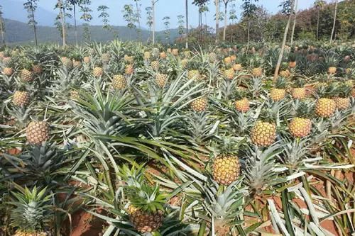 小编的傻媳妇买了菠萝,非要说是凤梨!还要给我科普……