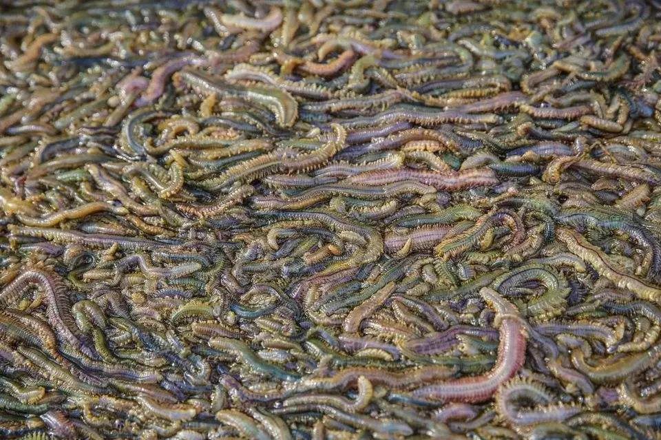 湛江海鲜你吃过了吗,朴实无华的湛江人吃海鲜