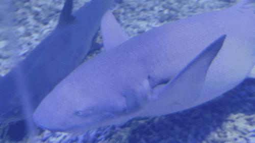 温州海洋馆购票须知,温州海洋馆卡