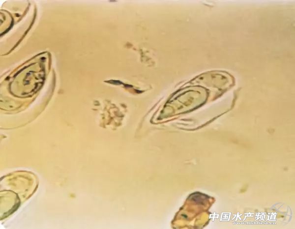 常见鱼鳃病,鱼类最难治的病