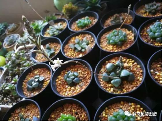 十二卷的养护注意事项,十二卷夏季如何养护