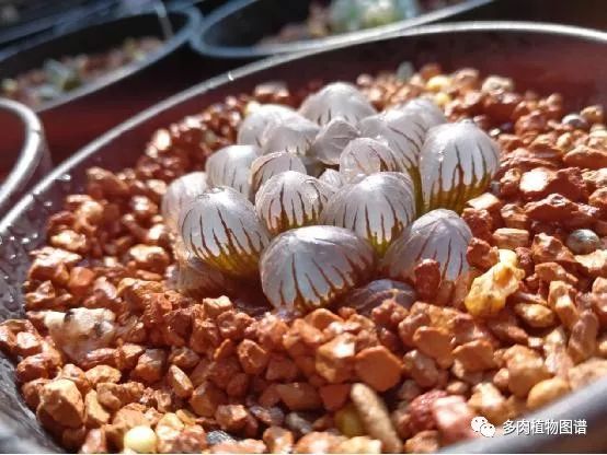 十二卷的养护注意事项,十二卷夏季如何养护