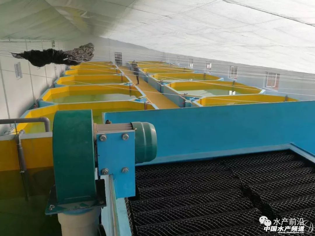 尾水养殖污水处理,循环水养殖系统尾水