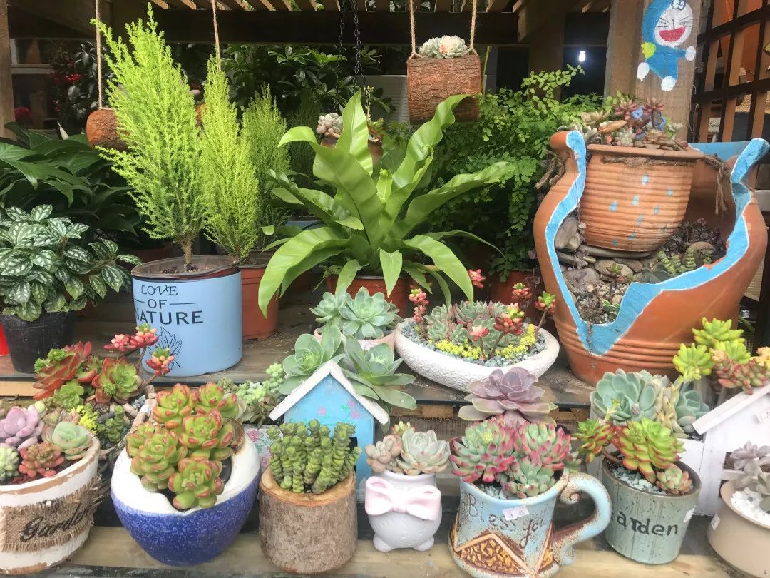 花色撩人,亲测德阳这两家花市,“花chi”去了就不想出来!