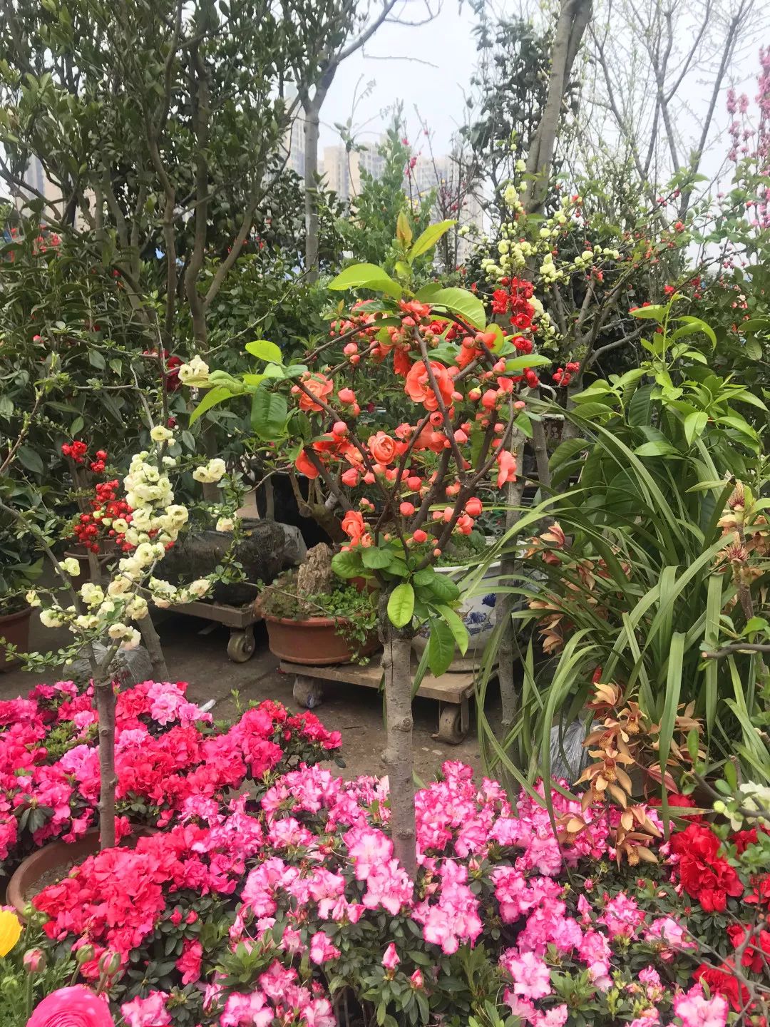 花色撩人，亲测德阳这两家花市，“花chi”去了就不想出来！