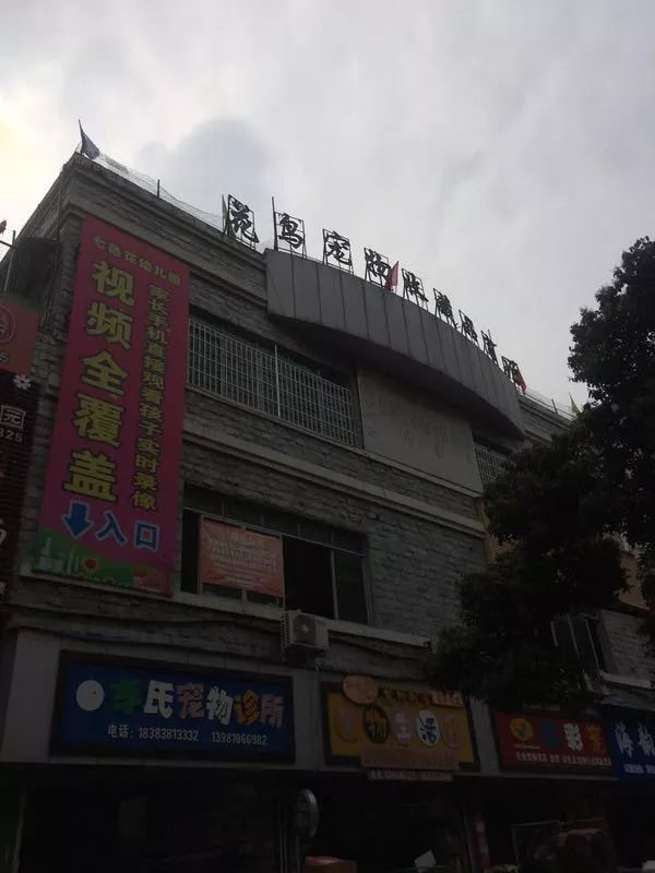 花色撩人,亲测德阳这两家花市,“花chi”去了就不想出来!