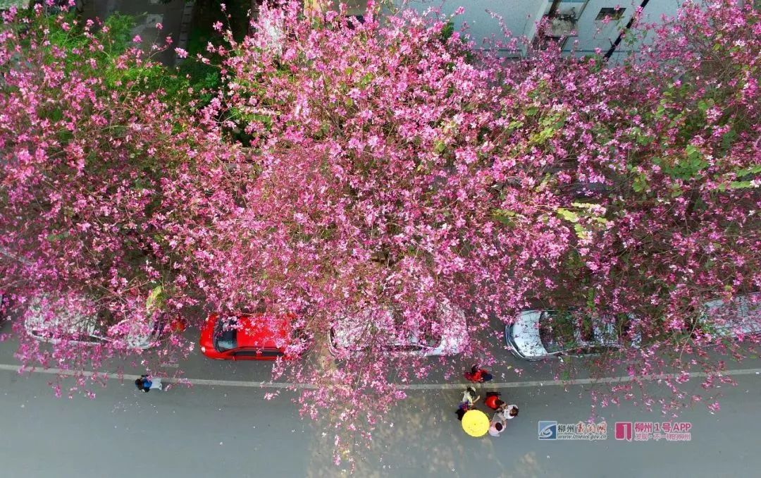 螺蛳粉征服世界,螺蛳粉征服全世界