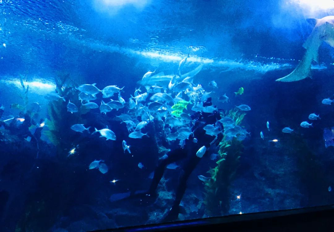聊城海底世界游玩攻略,从聊城出发亲子游
