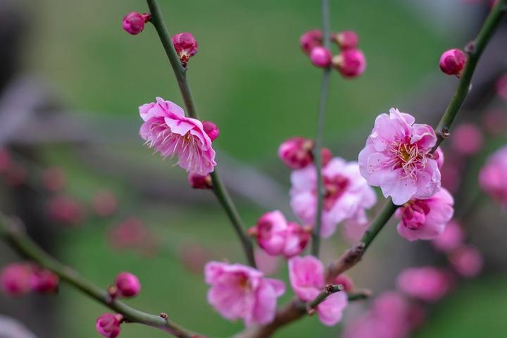 梅花清气,梅花清气满乾坤阅读答案