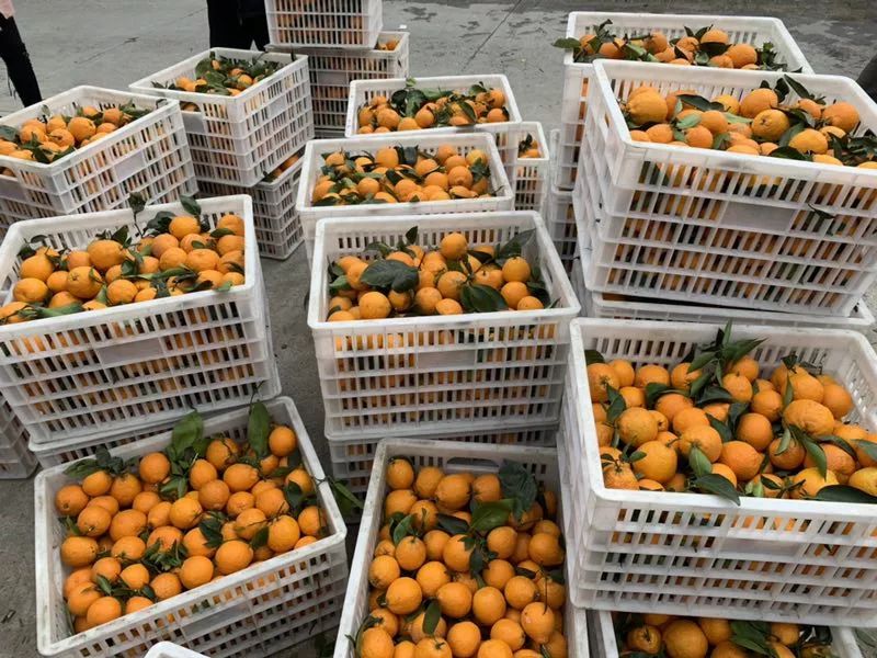 乡村振兴果园经济,乡村振兴的销路