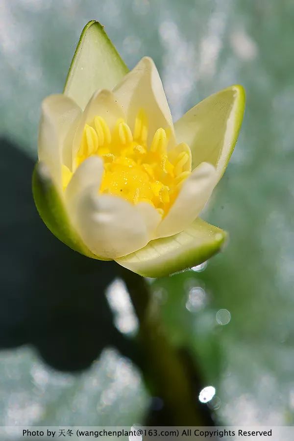 微型睡莲的品种及图片介绍,冬季适合种植的睡莲