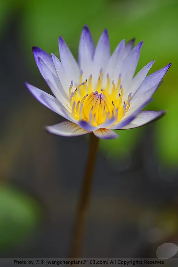 微型睡莲的品种及图片介绍,冬季适合种植的睡莲