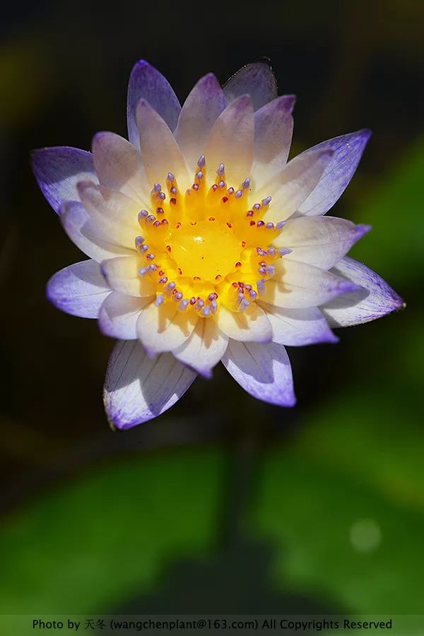 微型睡莲的品种及图片介绍,冬季适合种植的睡莲