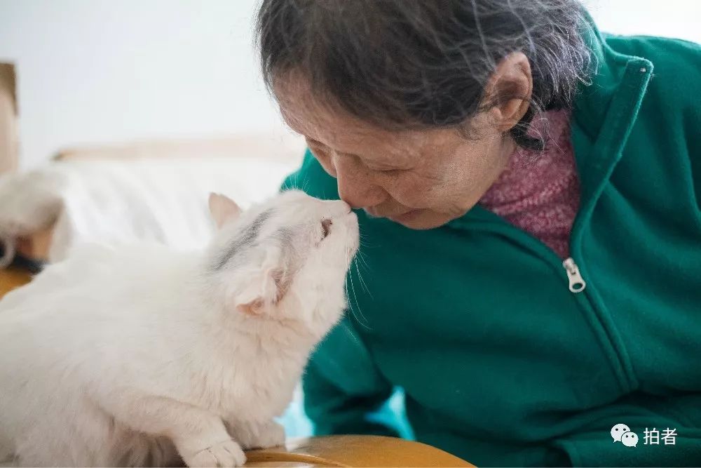 养40只流浪猫建新家,家里有18只流浪猫