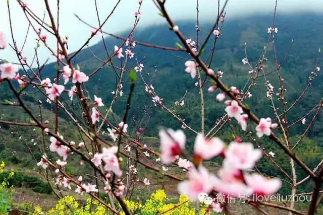 柳州2月花海景点,柳州花海打卡景观