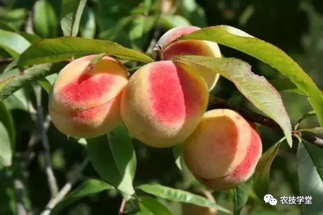 多效唑控旺桃树倍数,多效唑对桃树控梢的应用