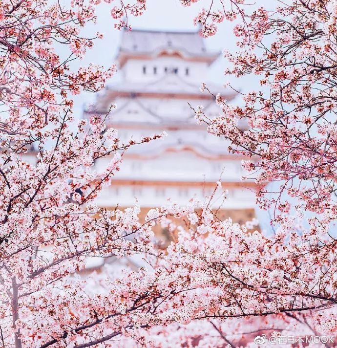 日本有关樱花的照片,日本最美樱花图