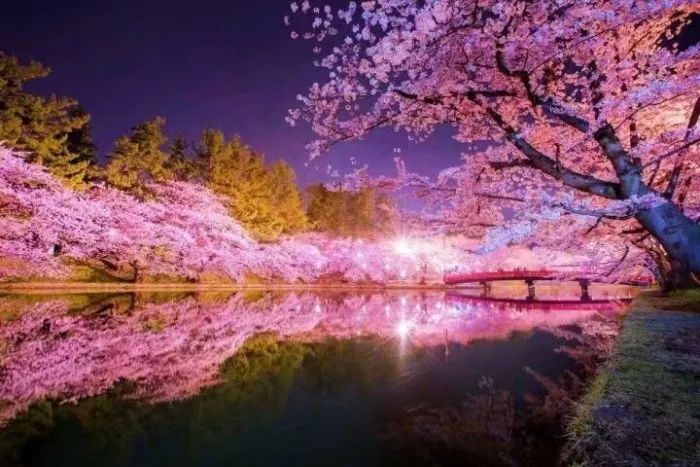 日本有关樱花的照片,日本最美樱花图