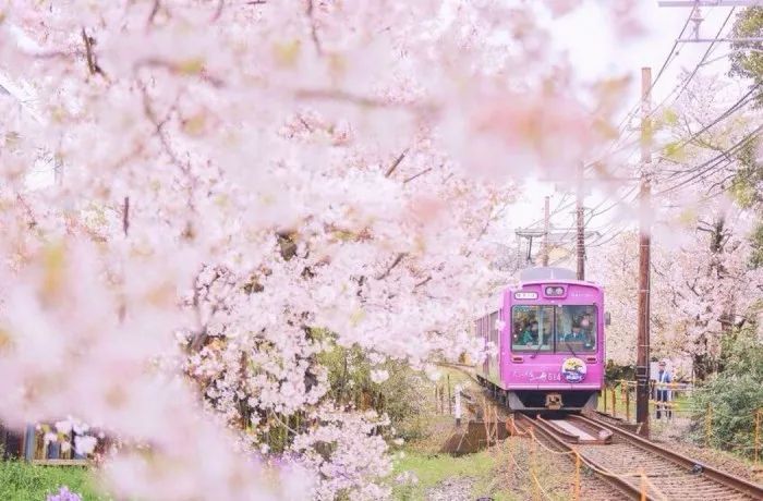 日本有关樱花的照片,日本最美樱花图