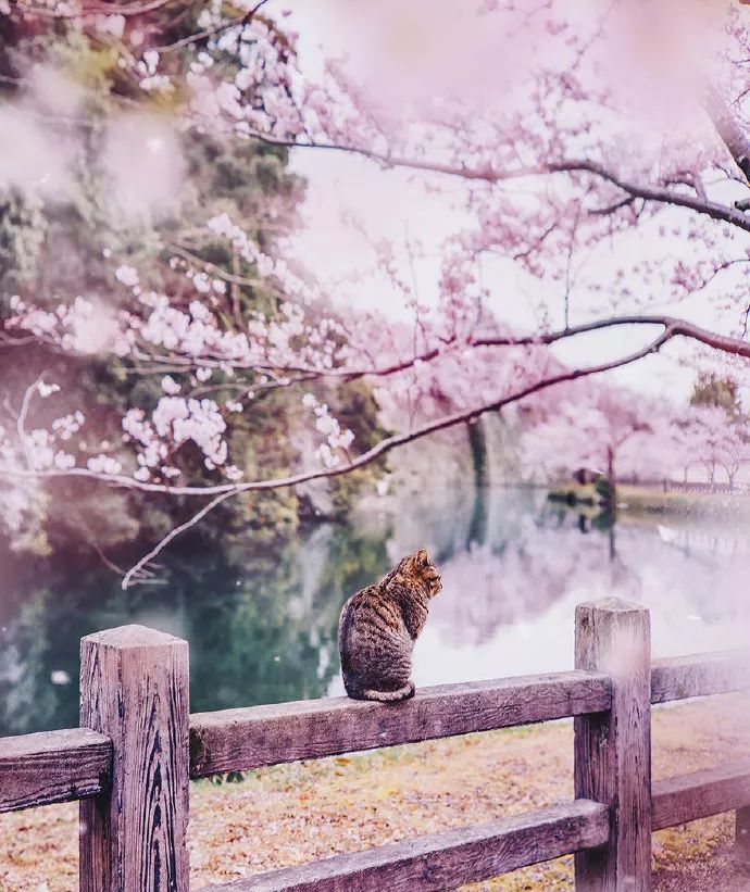 日本有关樱花的照片,日本最美樱花图