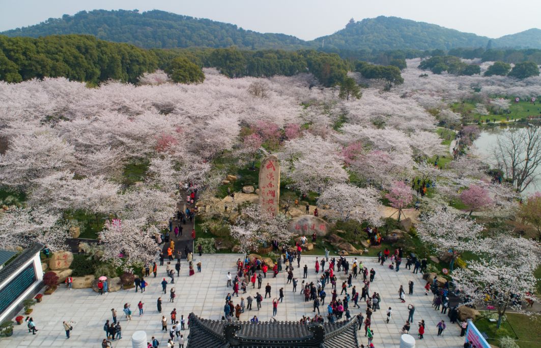 央视武汉樱花,央视新闻一起来看武汉樱花
