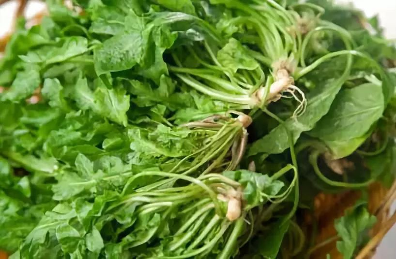 吃了街边买的“青菜”,一家三口急送医!这些菜清明常出没…