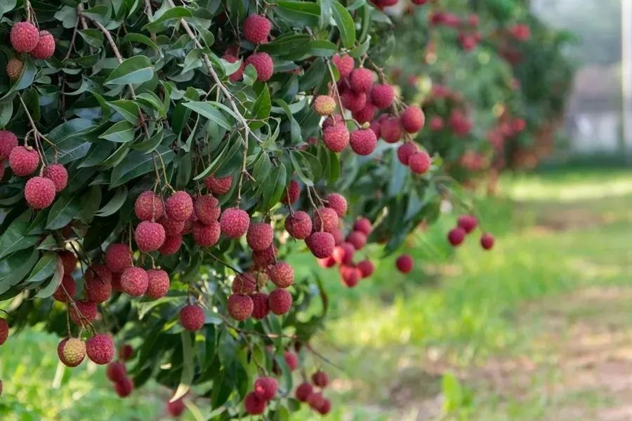 情根深种百科,情根深种