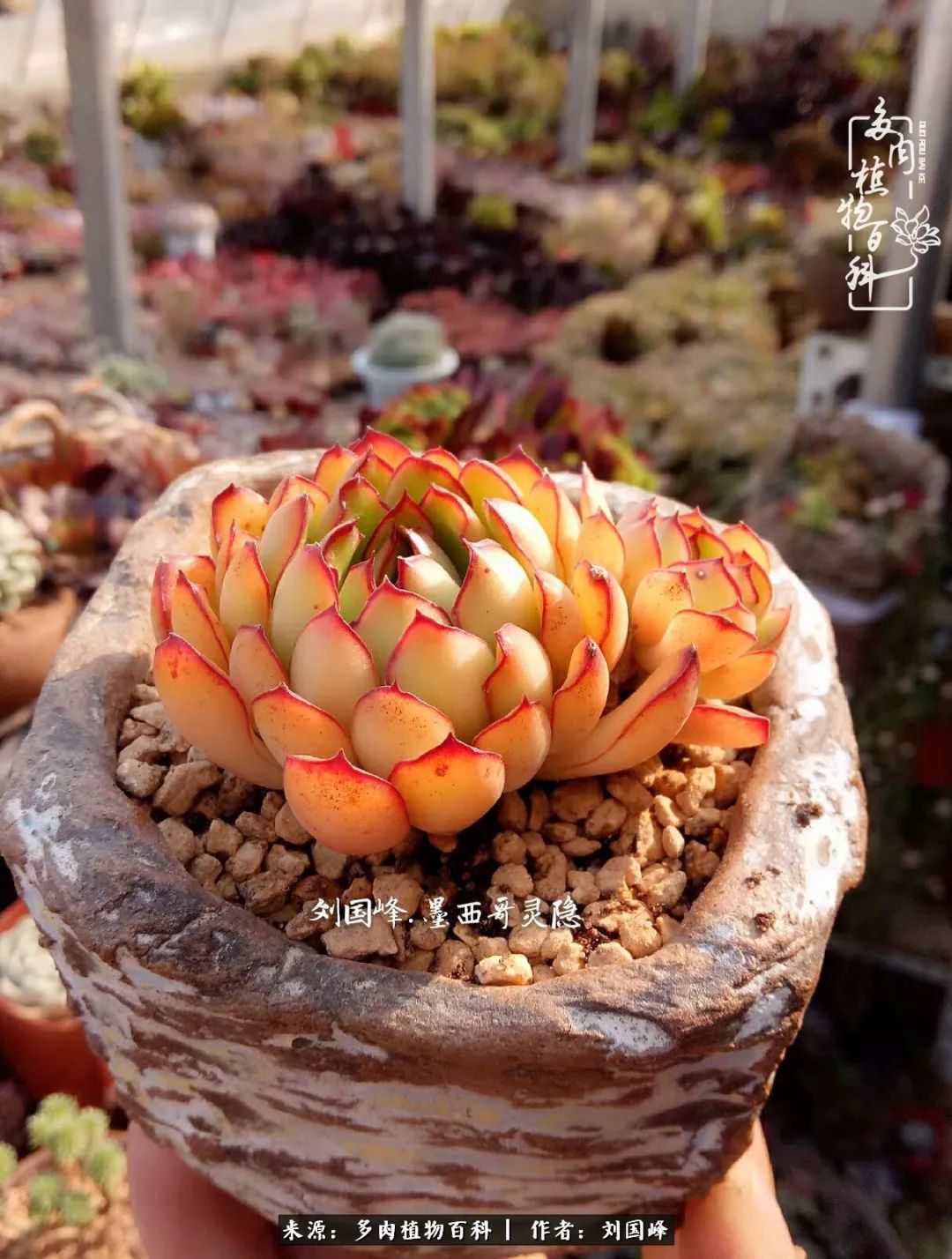 不学无术容易赚大钱,不学无术养多肉摇身一变资产过亿