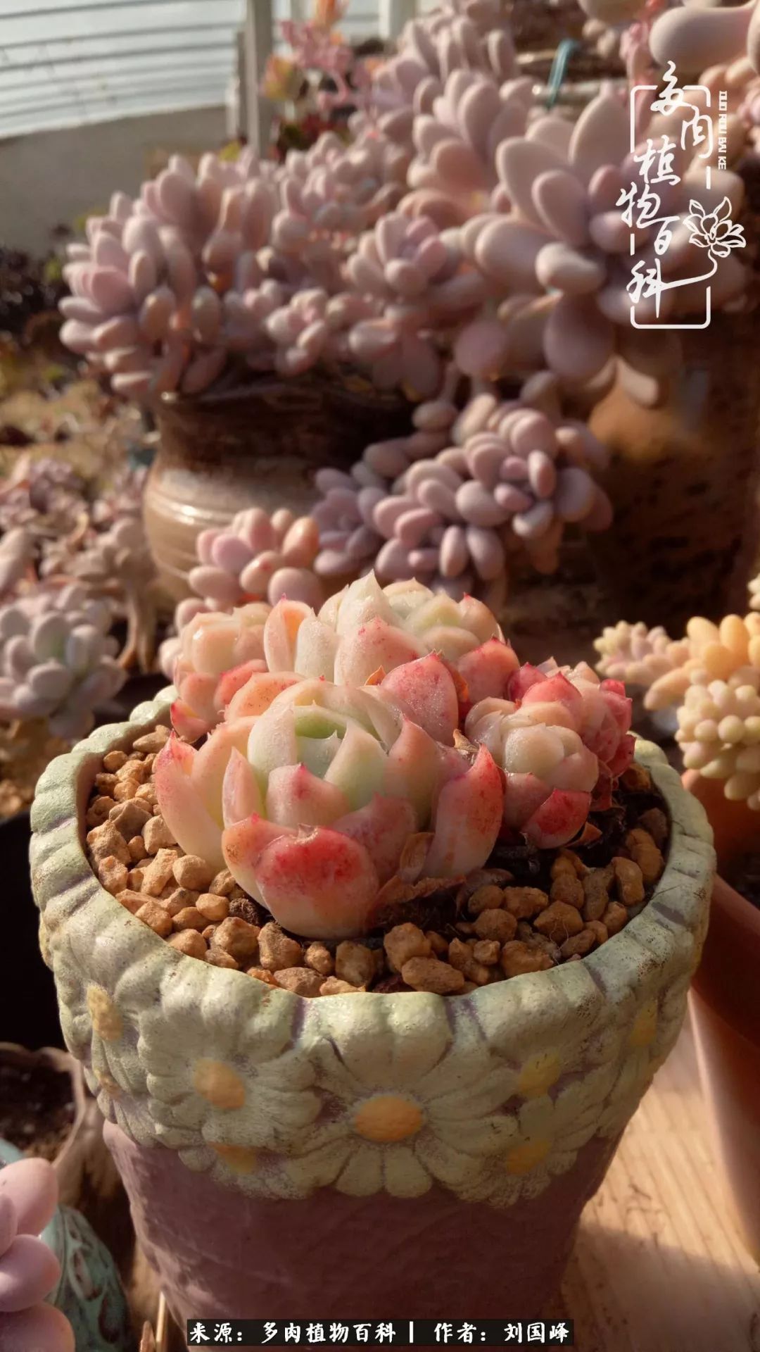 不学无术容易赚大钱,不学无术养多肉摇身一变资产过亿