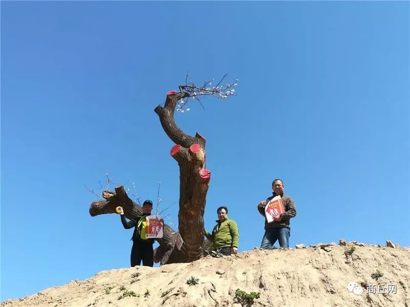 “懂菜农业”杯第七届黄河故道湿地花海徒步穿越路标已布置完成，快来认识一下！