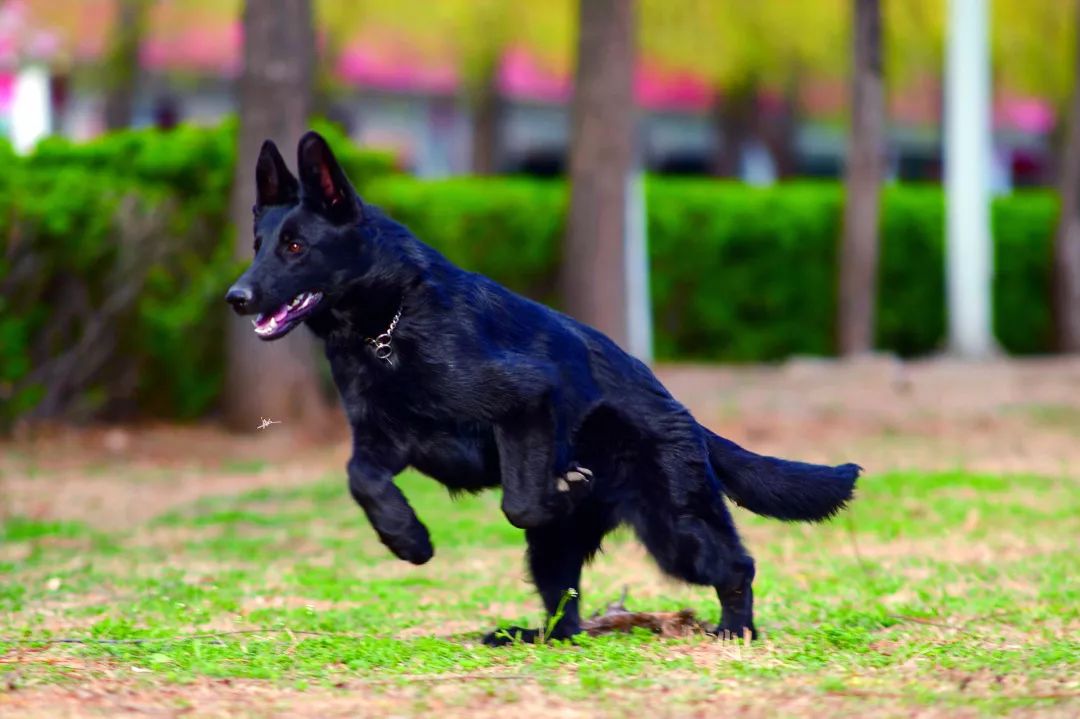 德国牧羊犬历史最重体型,世界上最顶级的德国牧羊犬