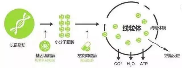 健身燃脂左旋,超级有效的健身燃脂