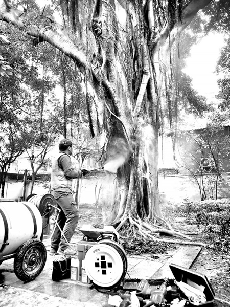 百年老树古榕树,百年古榕树遇虫害