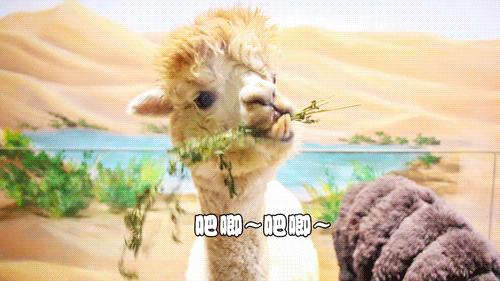 平湖免费景点推荐一下,平湖周边最近的动物园