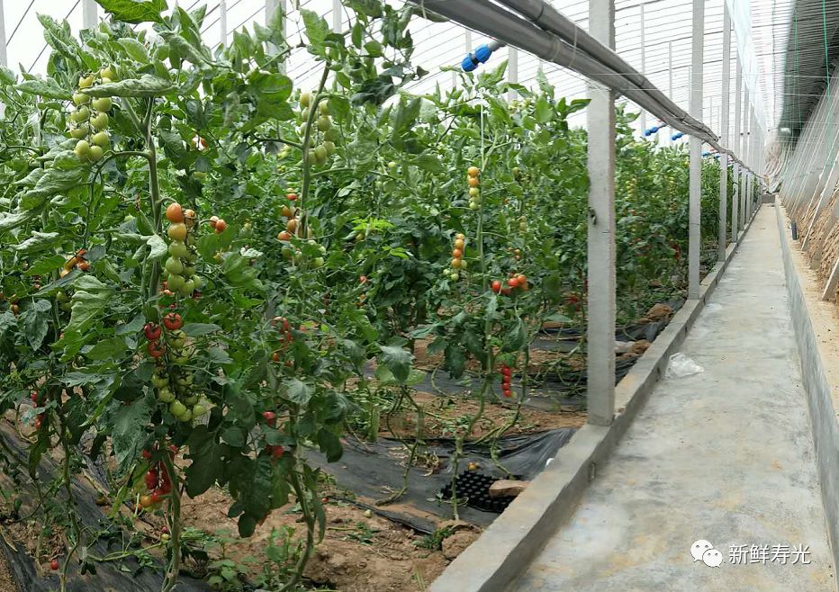 绾彴鑿滃啘,瀵垮厜绾彴鑿滃啘