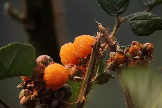 黄泡熟了，我在龙陵等你一起克摘黄泡！