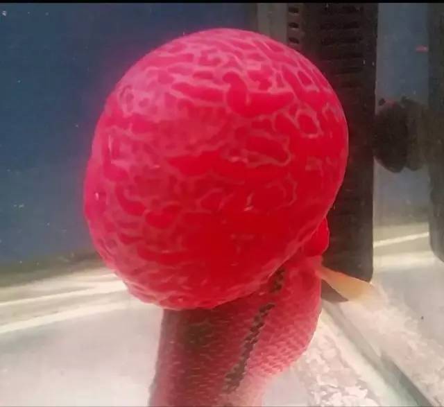 这款爆炸美罗，必须要给大家瞅瞅！