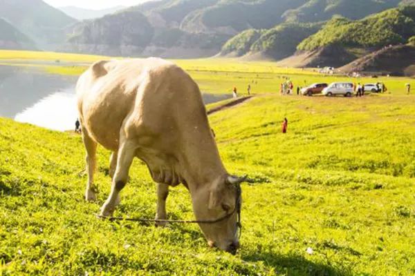 每亩地补贴150公斤有机肥,有机肥补贴政策咨询