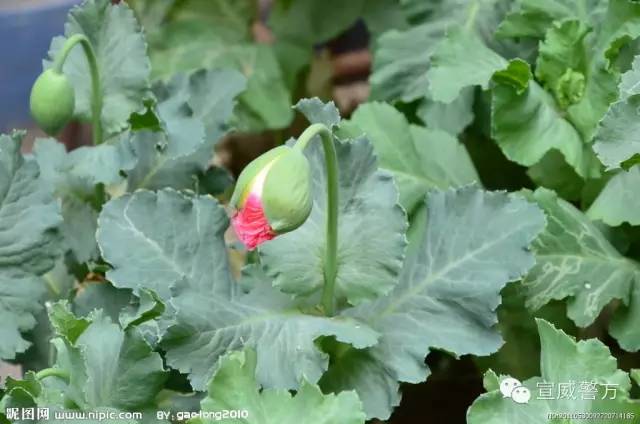 检测吸毒需要多少毛发,检测吸毒尿液几道杠是阴性