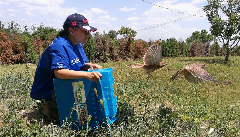 猛禽康复中心,猛禽康复训练视频