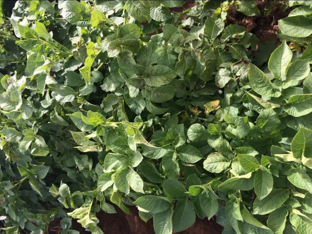 达科宁杀菌剂,达科宁百菌清杀菌剂